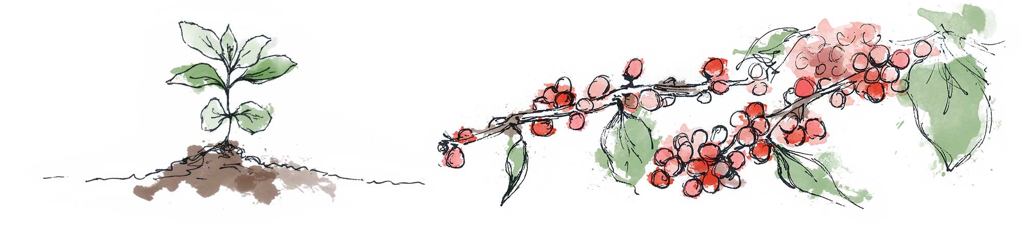 Illustration of coffee seedling and coffee berries